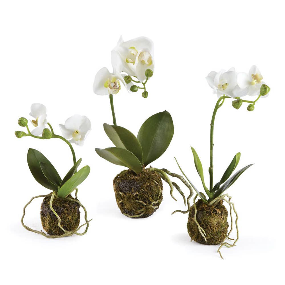 Phalaenopsis Orchid Drop-Ins, Set Of 3
