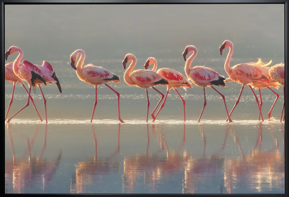 Flamingo