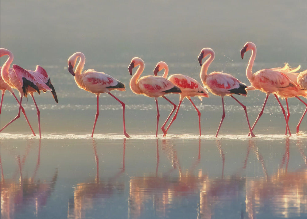 Flamingo