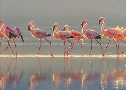 Flamingo